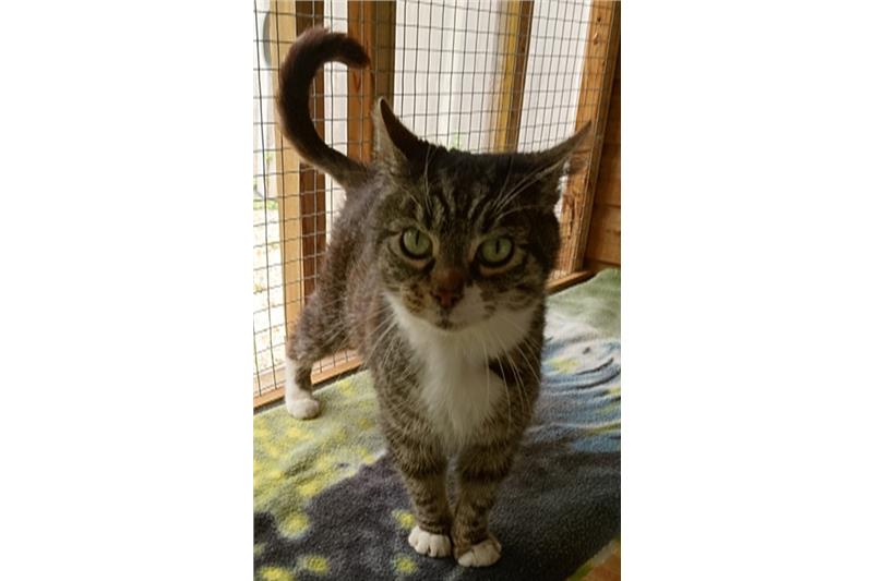 Pickles is 6 &amp; super sweet once he trusts you. He needs a bit of tlc which he has sadly been lacking in his life so far. His previous owner tried to have him put to sleep because they didn't want him anymore, the vets called us instead &amp; we happily took him in .
