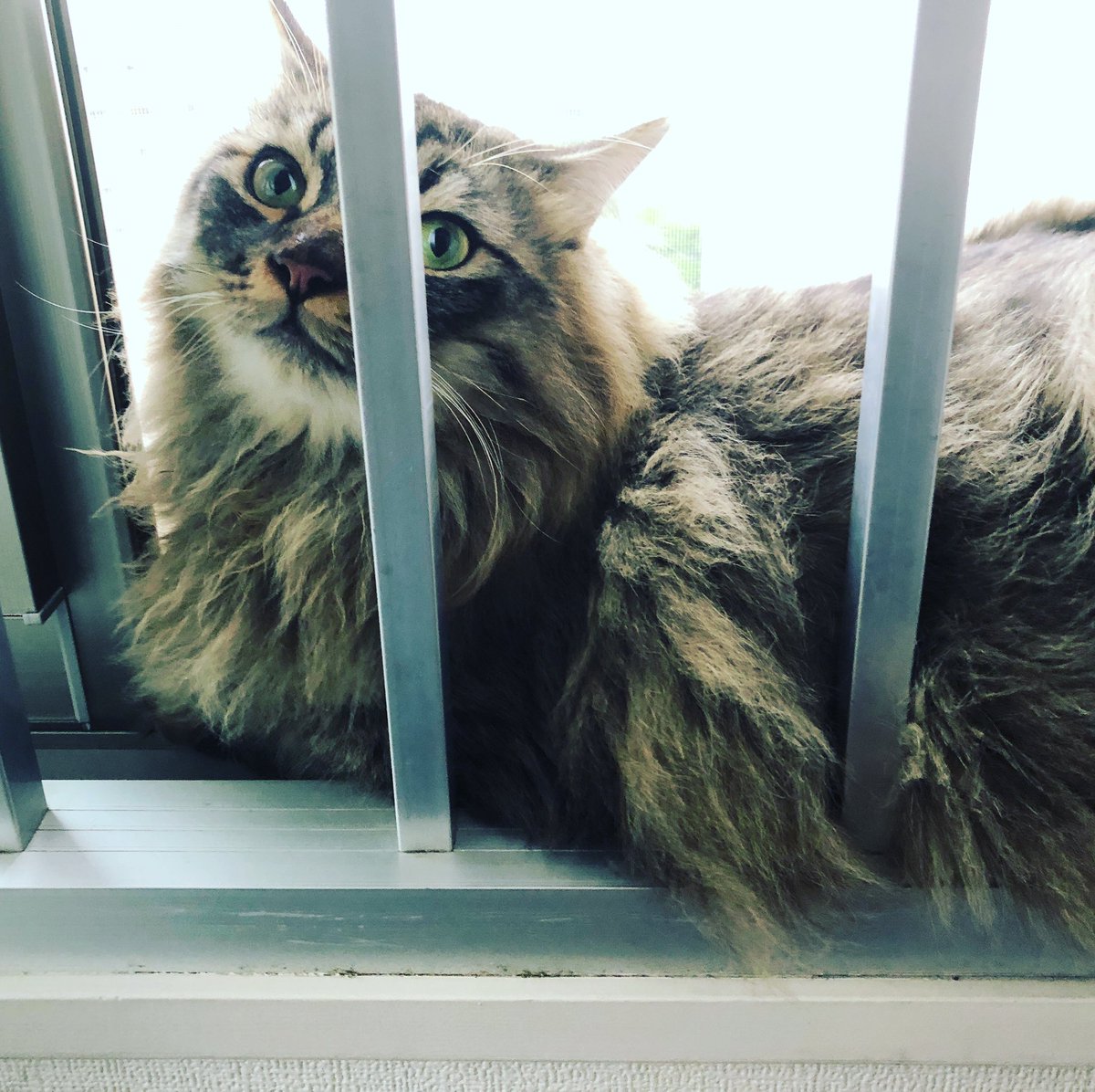 かわいいねこ Twitter Search かわいいねこ Twitter Search