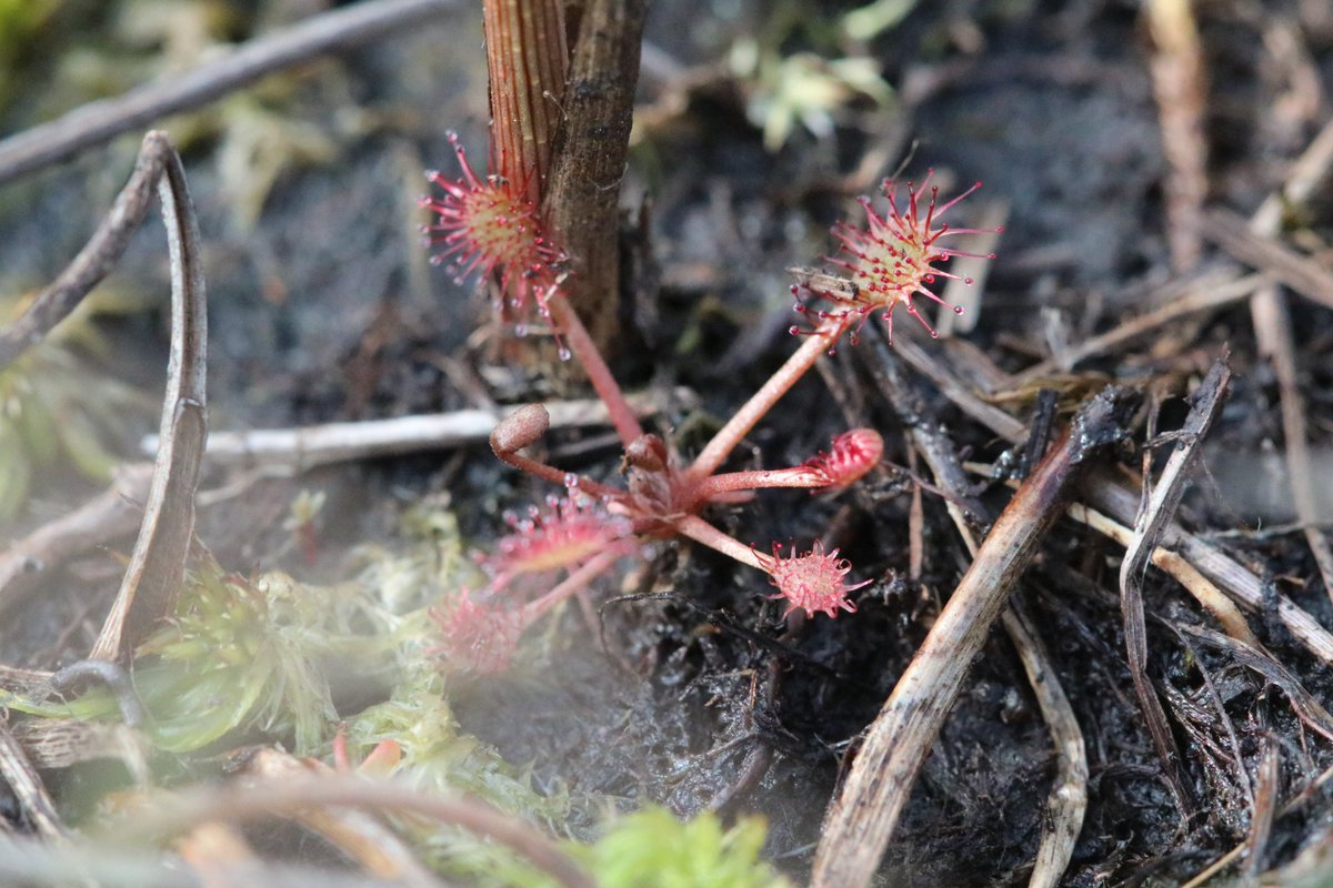 OH MY GOD!! After >150 years of extinction, reintroduced Oblong-leaved Sundew (Drosera intermedia) has seen over a 7-fold increase on this @Lancswildlife reserve including lots of young plants and babies!!! YAY!!!🌱❤️