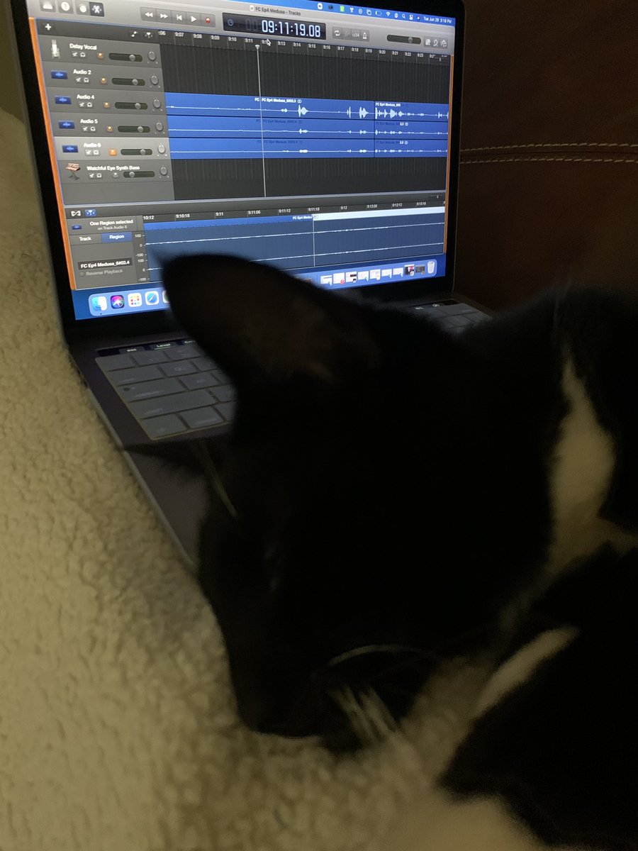 I have a little help editing today. #blackcats #blackcatsarethebestcats  #AdoptDontShop #familycurse