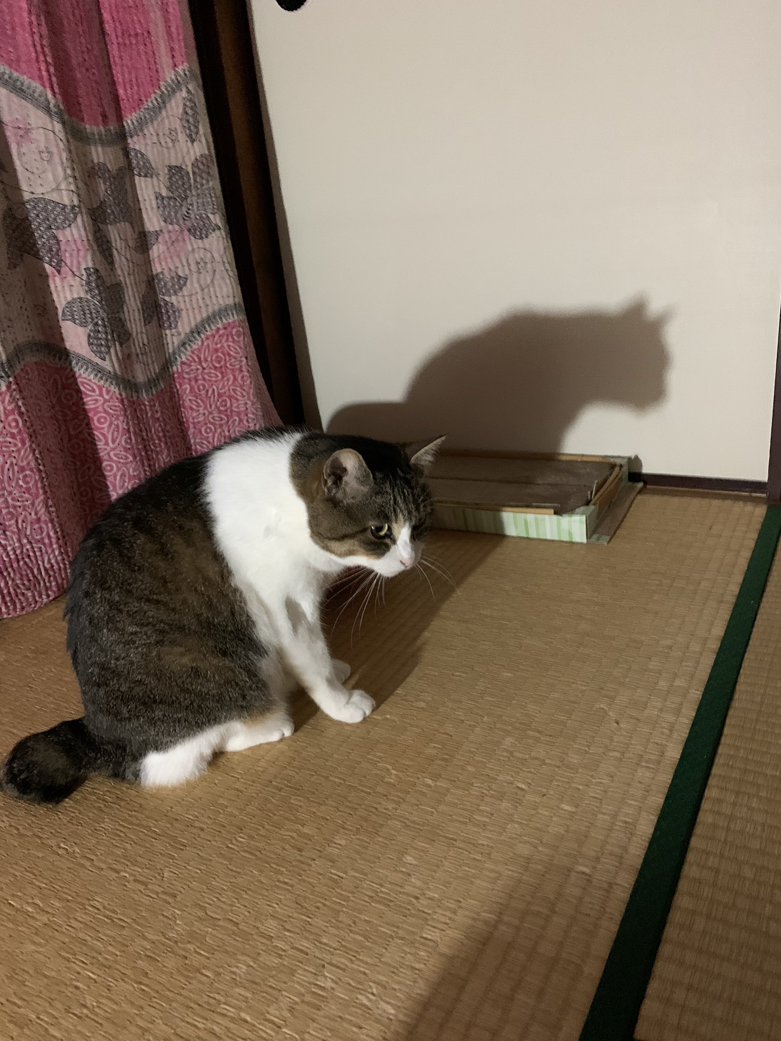 Maybechubby 猫影 T Co C8wkax1owe Twitter