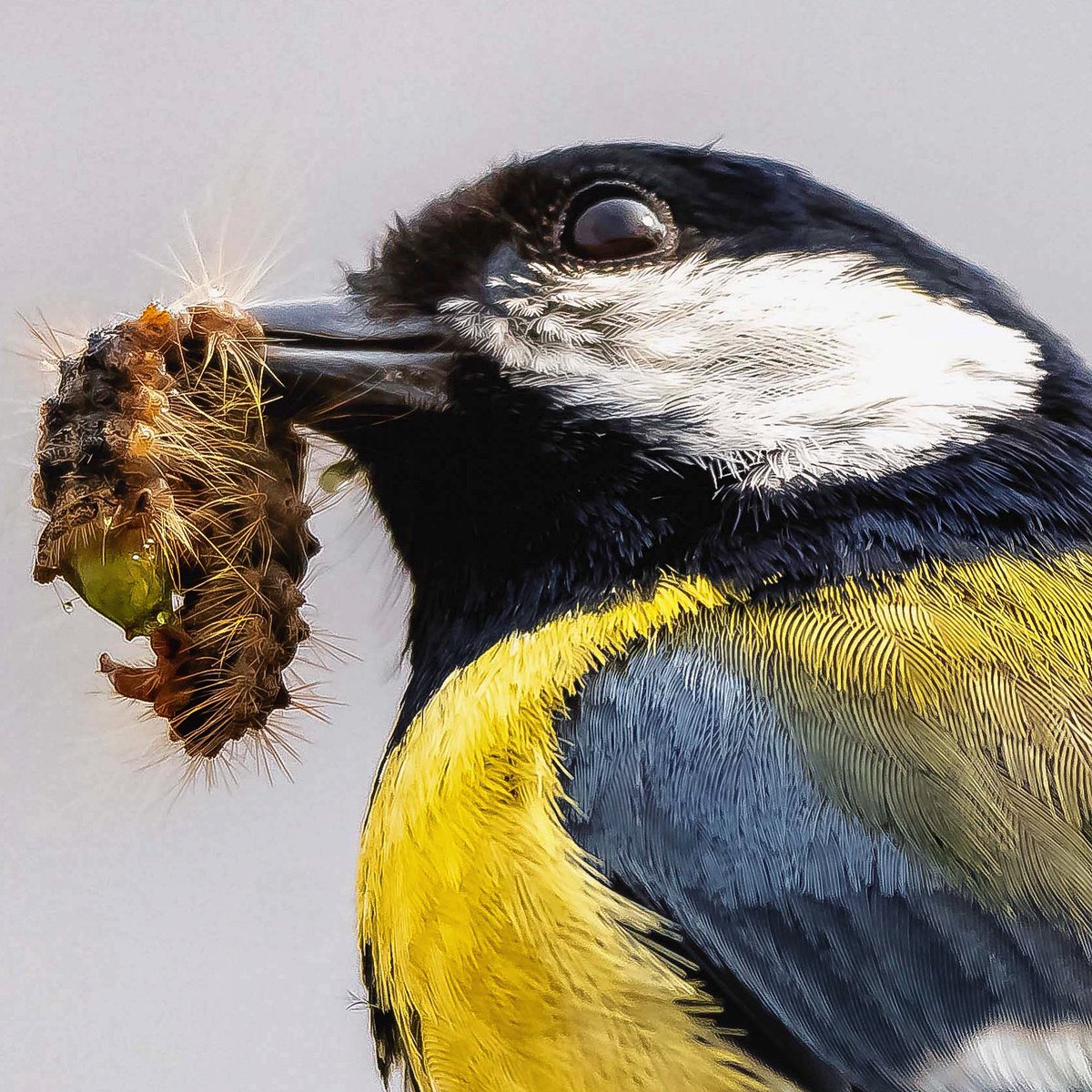 Andre_Bonga's tweet photo. #birdtwitter #birdsback #incredibleholland #animalplanet #natgeo #team_ebird #photooftheday #BBC #BBCwildlife #worldpressphoto #thephotohour #birdlife #birdwatchdaily #birdnature #natureguide #birds #superstraight #sonyalpha #sonyA7RIV
#zuidhollandslandschap https://t.co/oSKhtFrk6t