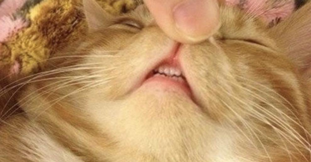 lexplayyy's tweet photo. Sorry I didn’t respond to your DM I’ve been looking at google images of cats’ tiny front teeth https://t.co/DmFMPOFbvm