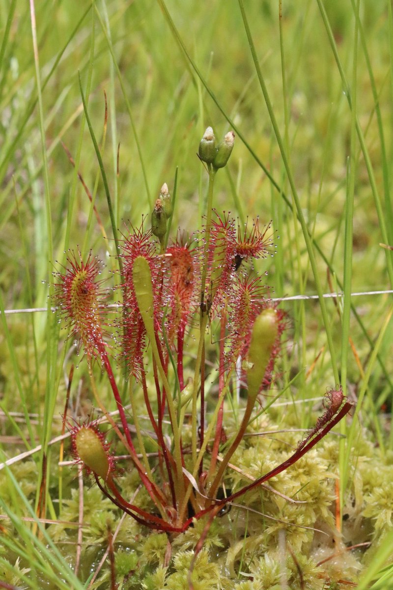 There was also a 3-fold increase in plants of Endangered Great Sundew (Drosera anglica) at this secret @CheshireWT managed site after its reintroduction last year! YAY!!