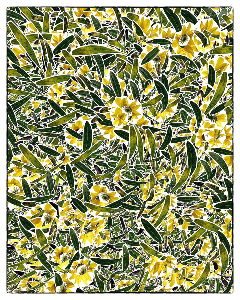 Laura_Brex's tweet photo. Yellow flowers https://t.co/uXQBsw03I5