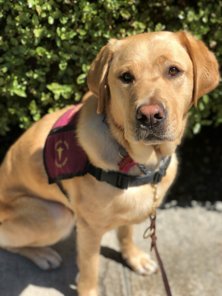 EarlyAlert's tweet photo. Please welcome Hardy to our program! He comes to us from Guide Dogs for the Blind (@GDB_official). He’s handsome, enthusiastic, affectionate, and eager to learn!
#EarlyAlertCanines #DiabeticAlertDogs #Diabetes #ServiceDogs https://t.co/pVdm4mHMld