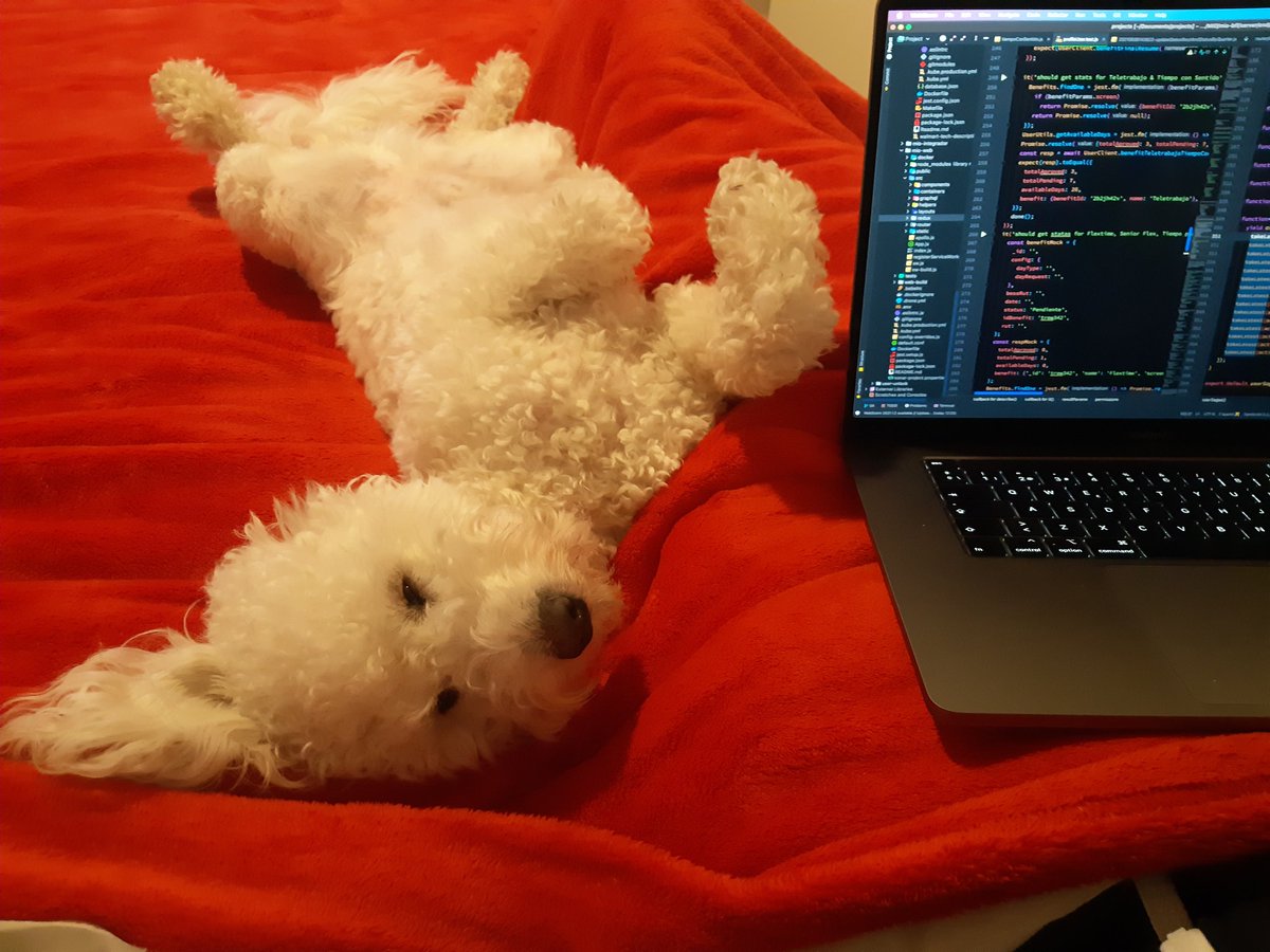 p_miranda_a's tweet image. Hard working on bed with #ReactJs #testingLibrary #generators #Redux #Sagas #Fluffy #Puppy