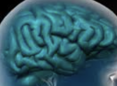 ecalixto's tweet photo. El cerebro tarda en aprende a querer, pero también después de muchos errores: aprende a NO querer. Los ensayos enseñan, pero más se aprende del dolor de NO SER QUERIDO.

#NeuroTuit https://t.co/13UbraYtoj