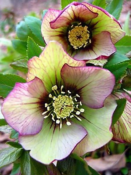 Pat Chan-Schatz tweet media