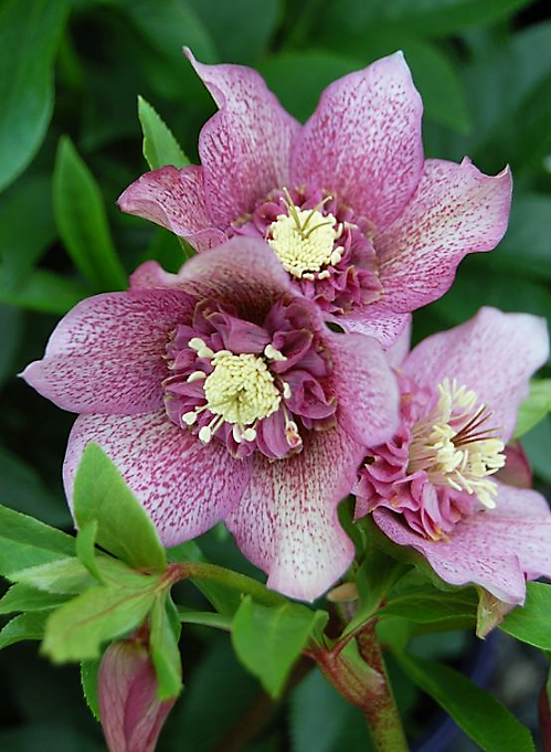 Pat Chan-Schatz tweet media