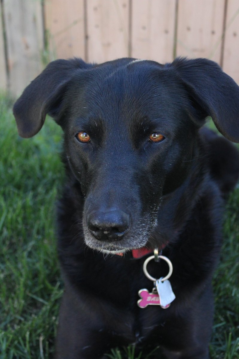 Jessica60054953's tweet image. #PVCastingCall2021 @petvalu