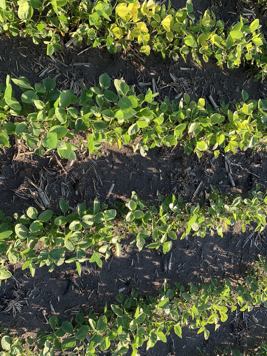 Neil Iverson tweet media