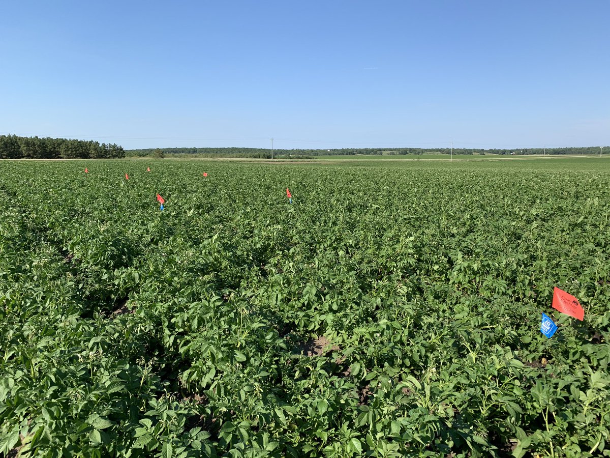 Neil Iverson tweet media