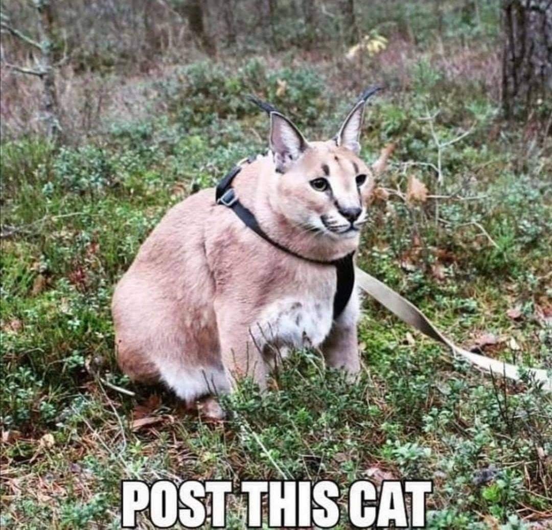 Daily Cats Posting - Join our group for epic floppa memes : Big