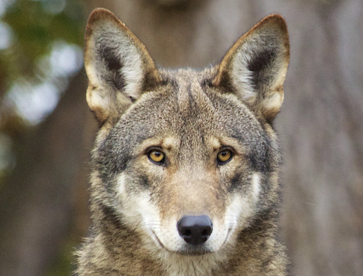 redwolf_jerky's tweet photo. Our main vision when creating this brand was to do what we can to keep the endangered Red Wolf species alive and thriving 🐺. More information on how we plan to bring our vision to life will come! #redwolfjerky #redwolf #giveback #endangeredspecies #wolf 📸: B. Bartel USFWS https://t.co/Iel6OjxFBR