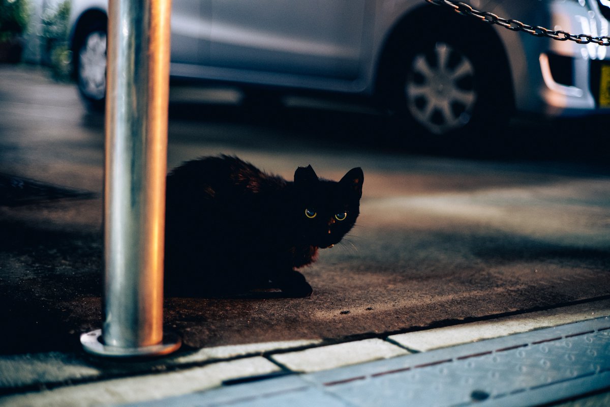 黒いかたまり

LensReview▶️progress-in-your-life.com/ef50mm-f1-4-us…
camera▶️amzn.to/3h6aZHa
lens▶️amzn.to/3qy17ZA
#photo 
#lumixs5
#canon
#猫好きさんと繋がりたい 
#写真好きな人と繋がりたい