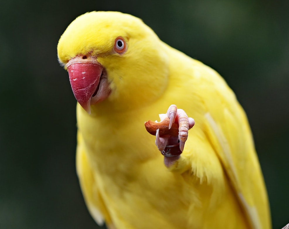 SolverGlobal's tweet image. Yeah, that&apos;s a bird and he&apos;s pointing at you. Why? Because he wants to make sure you don&apos;t miss out on the Early Bird discount for #SolverAscend 2021. 🐥 Don&apos;t let the bird down -- register and claim your discount before 6/30! Register here 👉 hubs.li/H0Q_tB20