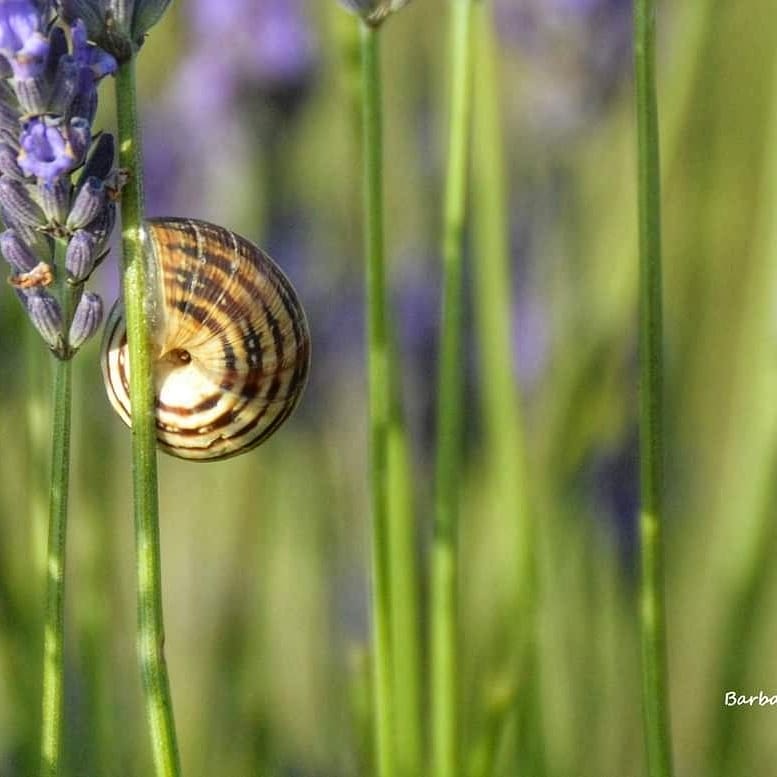 BarbaraAlfei's tweet photo. Tra profumo di lavanda e biodiversità 

#lavanda #biodiversità #BiodiversityisOurLife #destinazionemarche #magicoconero #ape #spighetta #farfalla #biologico https://t.co/FW6mQPwAfN