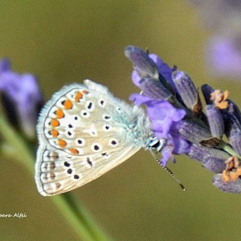 BarbaraAlfei's tweet photo. Tra profumo di lavanda e biodiversità 

#lavanda #biodiversità #BiodiversityisOurLife #destinazionemarche #magicoconero #ape #spighetta #farfalla #biologico https://t.co/FW6mQPwAfN