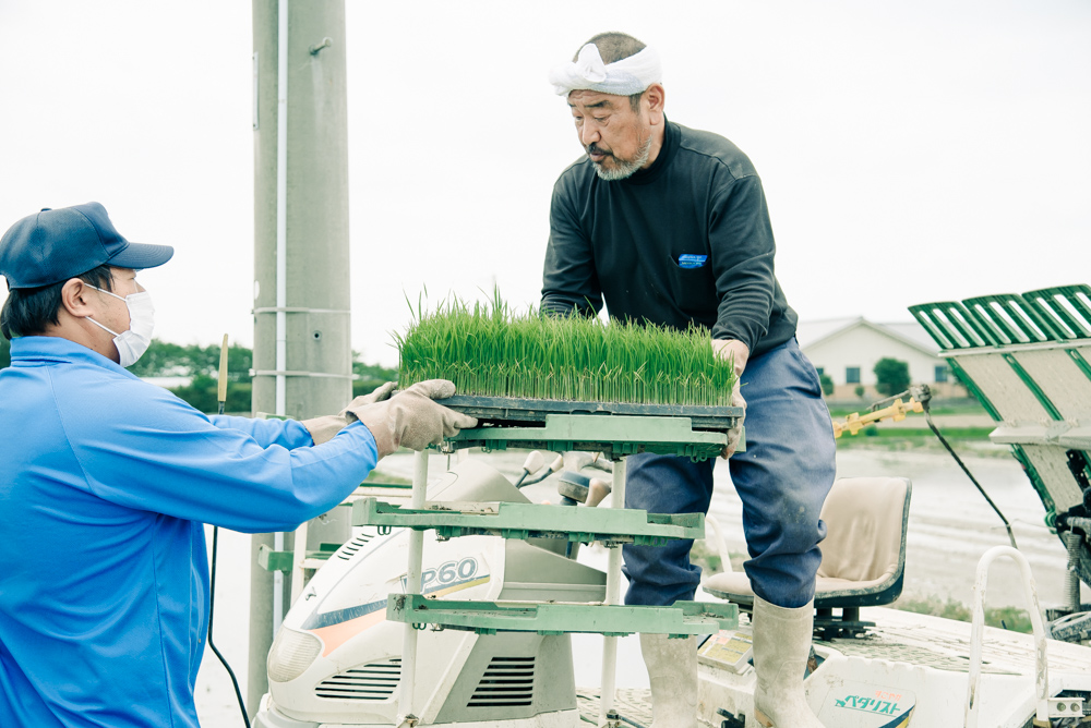 0xSAKE's tweet image. Planting SAKΞ rice requires a combination of agricultural knowledge, mechanical manoeuvres, and demanding physical strength.

We captured this small, yet strenuous moment of #SAKΞ's journey. 

Rice farmer Ueno San, receives a bed of Sai no Kagayaki seedlings from his helper.