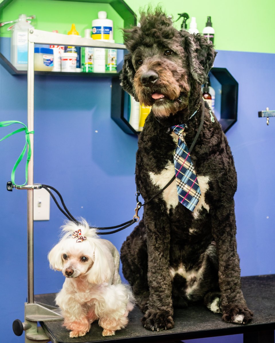 PupStarsPetCare's tweet photo. When you treat your dog to a grooming from Pupstars Pet Care, you're also treating yourself. There's nothing better than a clean, well-dressed pup! 🎀👔 #PupstarsPetCare #ChicagoDogDaycare #ChicagoDogs #dogs #PUPSTARS #DogWalking #DogGrooming #DogsofChicago #pawparazzi https://t.co/maRcj4KQ8z