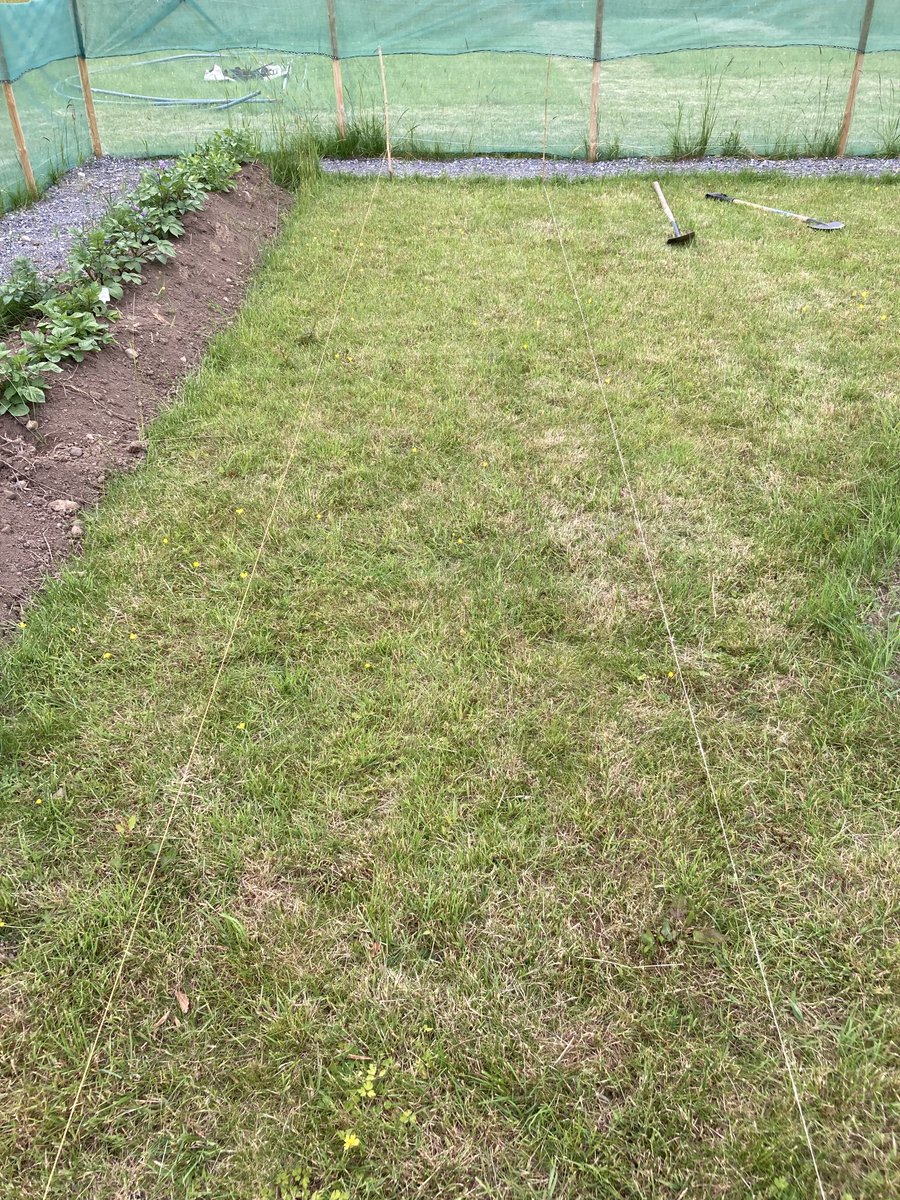 Fufufu على تويتر 少しずつ畑を広げています これはアイルランドの伝統的なじゃがいも畝の作り方で 芝を切ってヨイショとひっくり返し 横の土を上に足します 私は作った畝に じゃがいもではなく富津黒皮南瓜を植えてみました うまく育ってくれるといいなあ