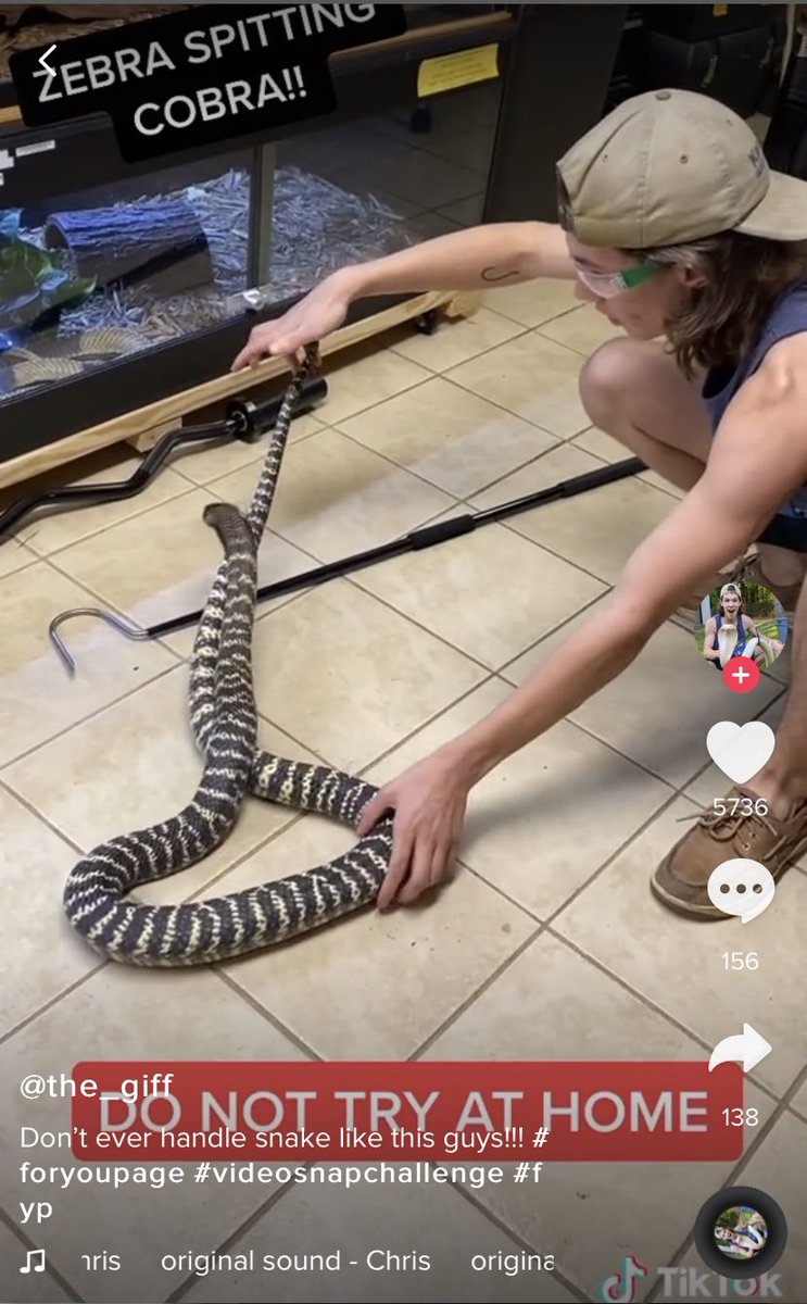 Venomous pet snake, a zebra cobra, on the loose after escaping home in  Raleigh - ABC11 Raleigh-Durham