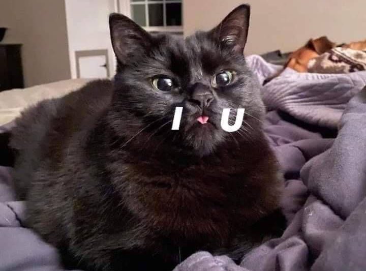 WholesomeMemes (@wholesomememe) on Twitter photo 