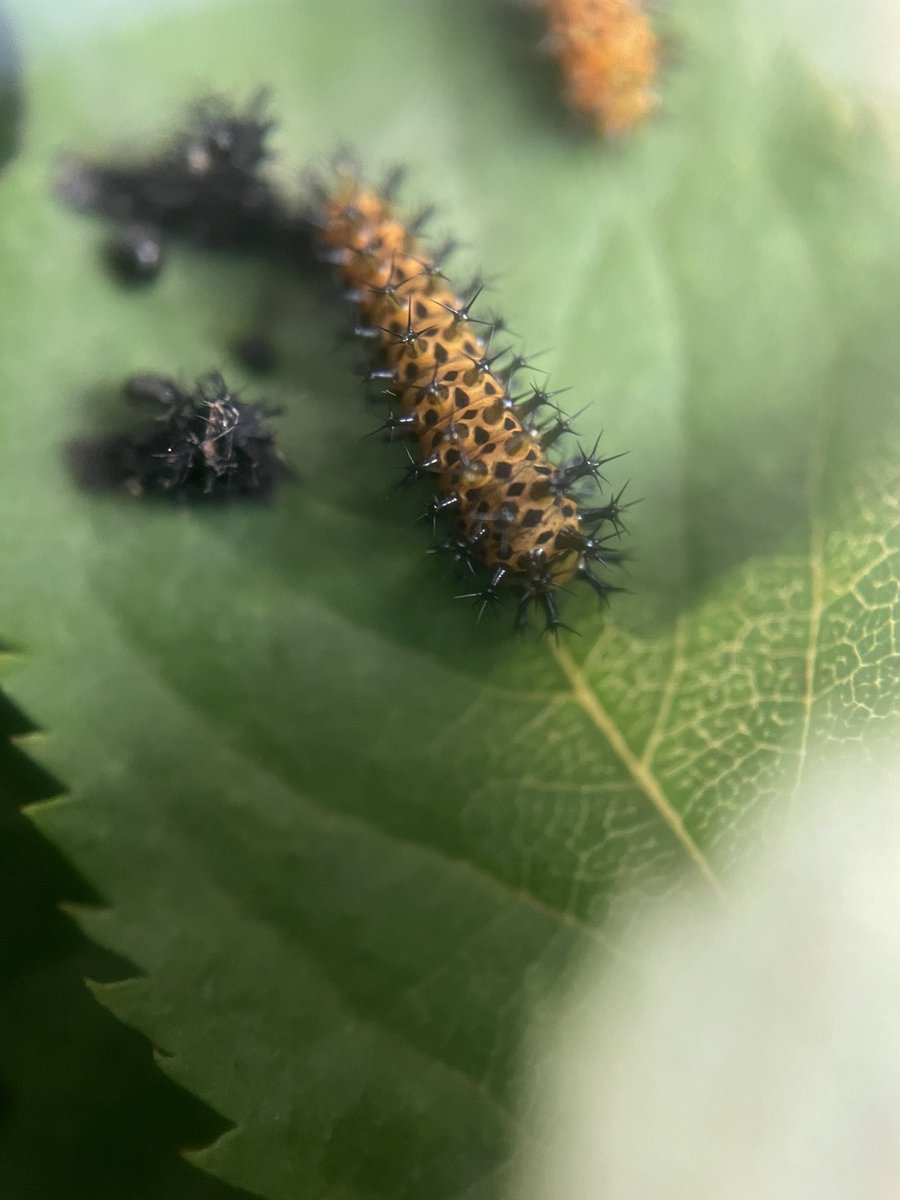 RachaelEBee's tweet photo. They grow up so fast. 🐛 Two of our cecropia moth caterpillars that we collectively named the Jo Bros. The Swifties are growing quickly too! #labpets https://t.co/EuFCUFNO0m
