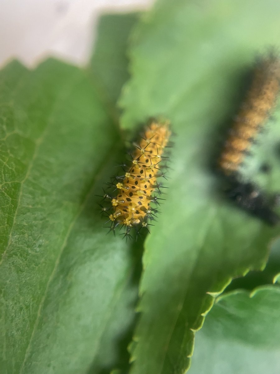 RachaelEBee's tweet photo. They grow up so fast. 🐛 Two of our cecropia moth caterpillars that we collectively named the Jo Bros. The Swifties are growing quickly too! #labpets https://t.co/EuFCUFNO0m