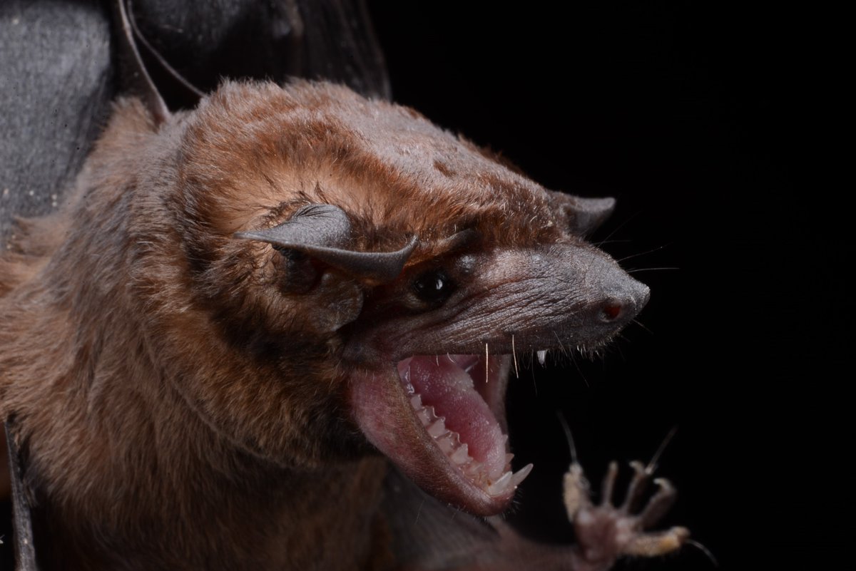 burtonlim's tweet photo. #OpwallGuyana 2014.6.24 - Canopy Walkway - Molossops neglectus, dog-faced bat that was caught in a triple-high net, echolocation suggests it forages for insects at the forest edge - #ROMinthefield - looks like it will be 2 years before we get back to the rainforest of Iwokrama https://t.co/mK6ozusruj