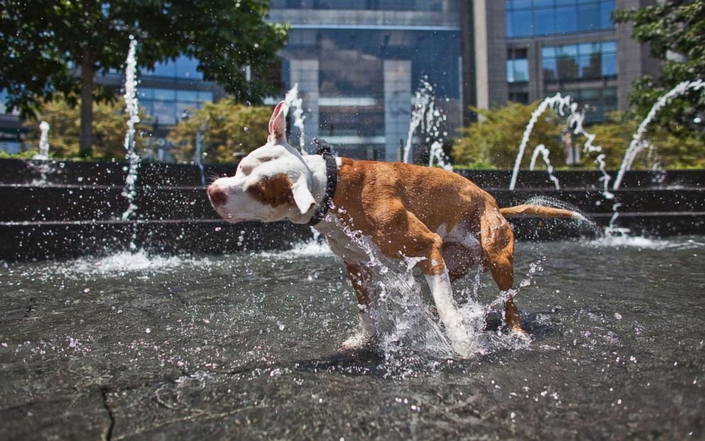 TimmonsRoberts's tweet image. WE HAVE A PROBLEM WITH HOW #HEATWAVES ARE REFLECTED VISUALLY IN THE NEWS.  All these look very pleasant. Heat waves are dangerous and not pleasant. Lives and ecosystems are threatened. People die.  #Heatwave2021 @nytimes @APNews