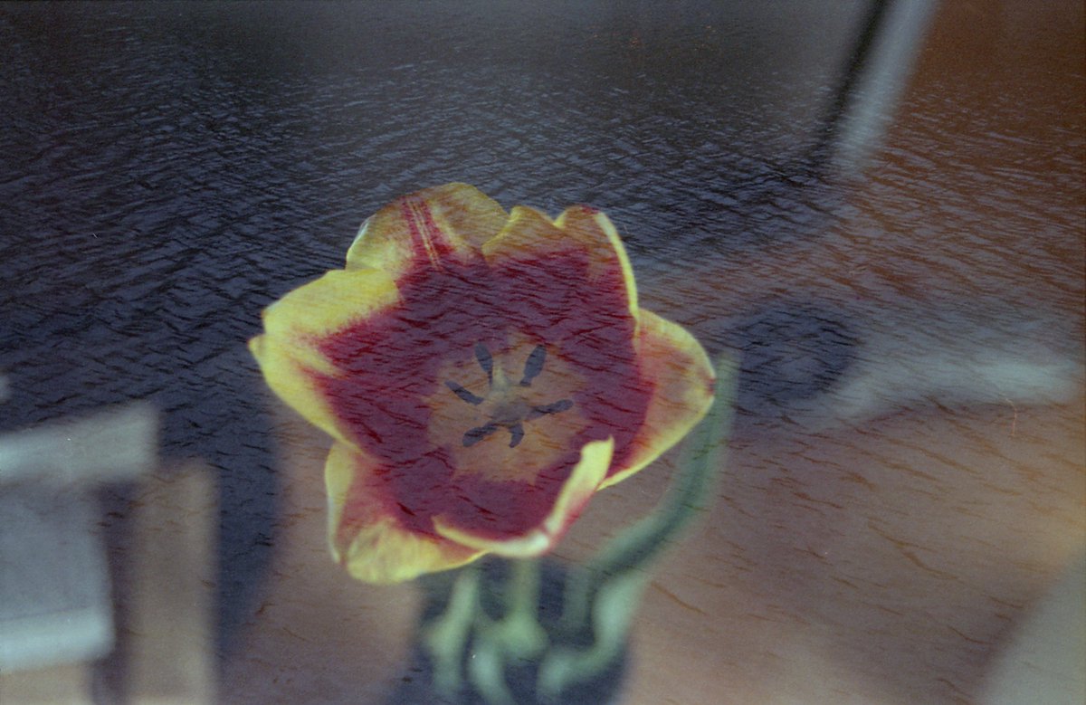 VictorCruceru's tweet photo. Tulip
#filmphotography #film #fujifilm #reala500d  #ECN2 #minolta #dynax7 #DoubleExposure https://t.co/PWSu5px4f6