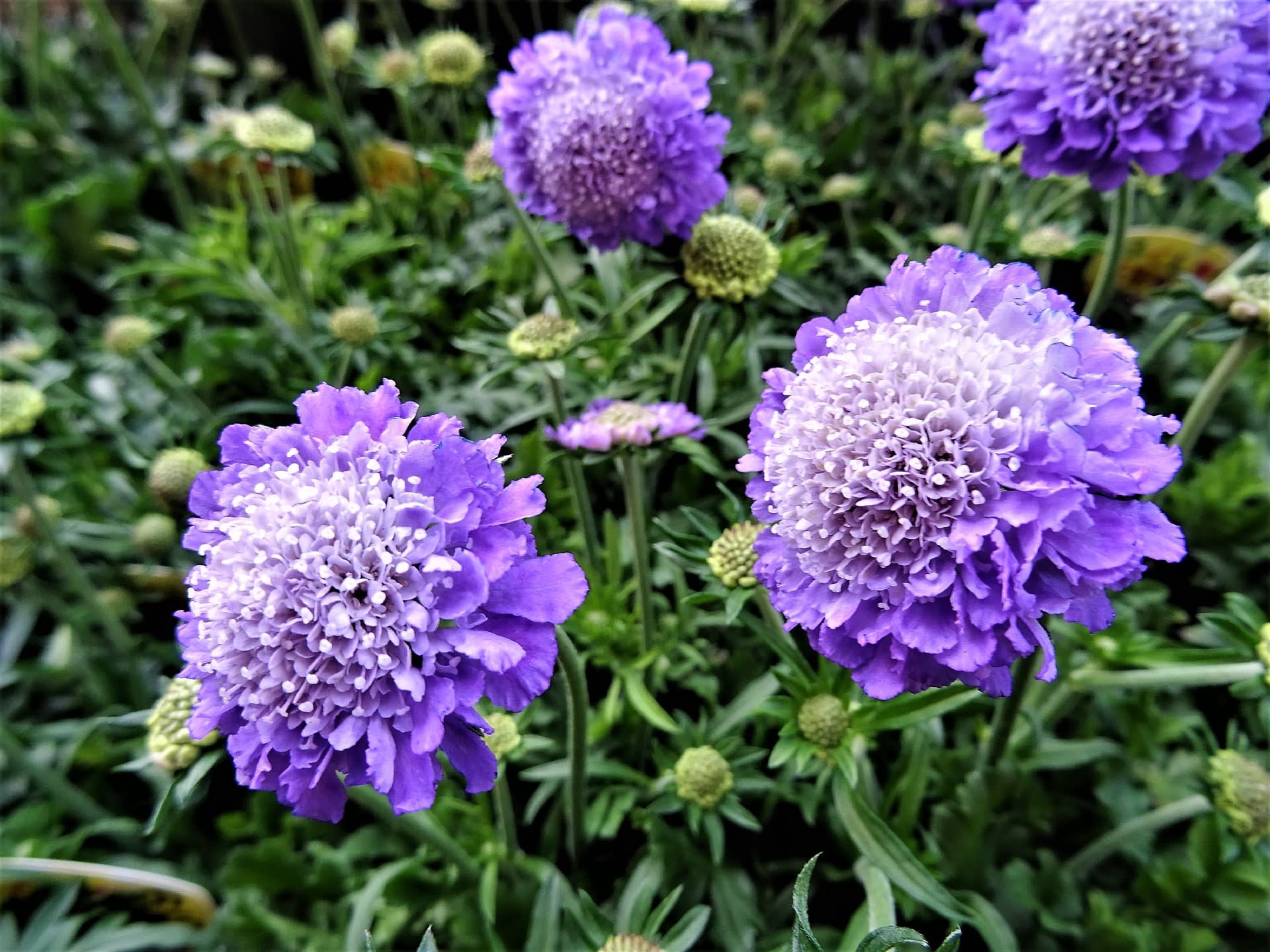 アーナス おはようございます 6 30の誕生花は スカビオサ 花言葉は 不幸な愛 私はすべてを失った 西洋では紫色の花 に悲しい花言葉が多くつけられています 本日もよろしくお願いしますー T Co H0zagm39tc Twitter