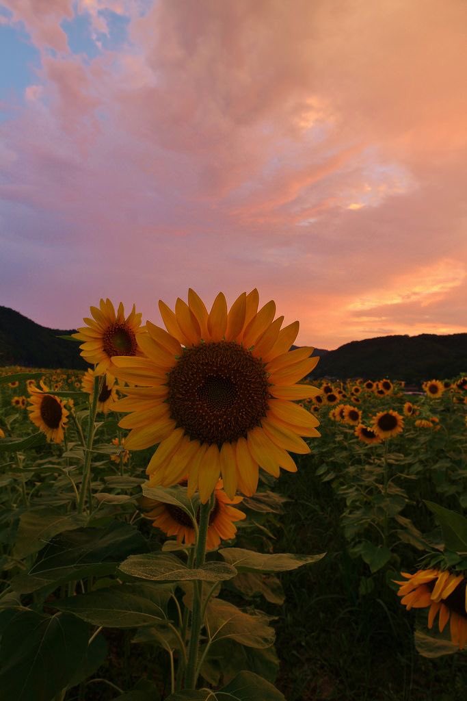valeagrimaldi's tweet photo. ¿Y si le regalamos flores, atardeceres y cosas bonitas a Flor? Dejemos de lado las fotos del lugar en que la están buscando.

#TodosSomosFlor 
#JusticiaParaFlor https://t.co/0rbA5J66SR