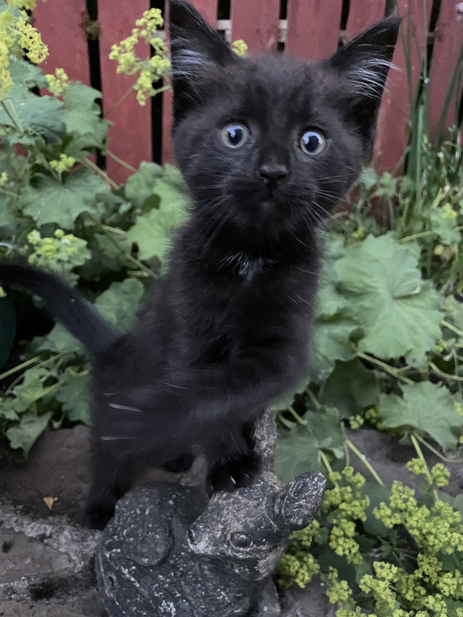 Huge thanks to the good folks at <a href="/FoxsGlaciers/">Fox's Glaciers</a> for the thoughtful gifts after the picture my kitten Shadow’s love for Foxs Fruits went viral!

The best sweets in the world 💪 Thank You

Here’s Shadow at eight weeks old now. Look at those claws! 😂