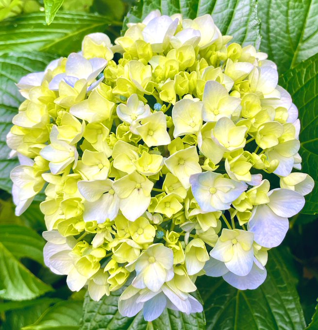 Anonymous 高画質 のtwitterイラスト検索結果 古い順