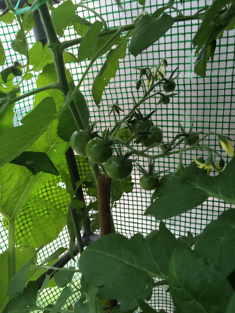 And our Tomatoes are coming along nicely
🌿☀️💦🌼🍅🌿☀️💦🌼🍅
#TomatoTuesday #Greenhouse #TomatoPlants #TomatoFruits #InOurGreenhouse #Tomato #GardenersDelight #PlantsGrowing #InOurGarden #InOurGreenhouses #GrowYourOwn #EatYourOwn #HomeGrown #Tomatoes #AtNaturesPace #GardenLife