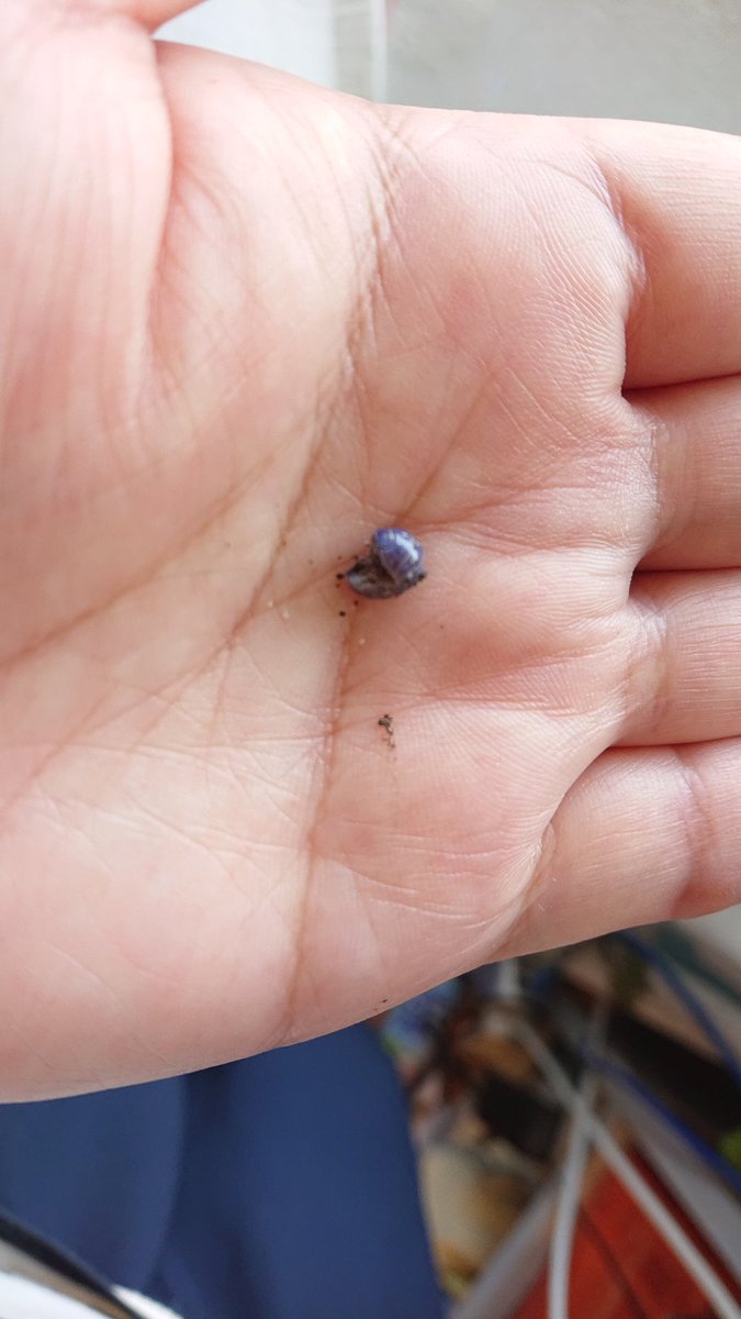 ままどか 犬の散歩中に見つけた 青いダンゴムシ イリドウィルス感染の個体 見えにくいですが お腹の方も 青白くて まさに病気の色でした 元に戻してあげました 青い ダンゴムシ