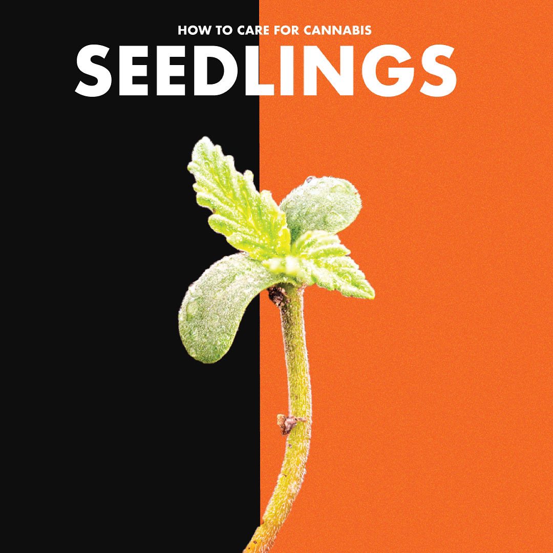 pristineseeds's tweet photo. Your seedlings are precious - remember to take care of them properly! Provide plenty of light, not too much water and give them time to grow before re-potting. Read our full guide on how to tend to your seedlings here:

https://t.co/w0594ZMHi9 https://t.co/QXByjiAf41