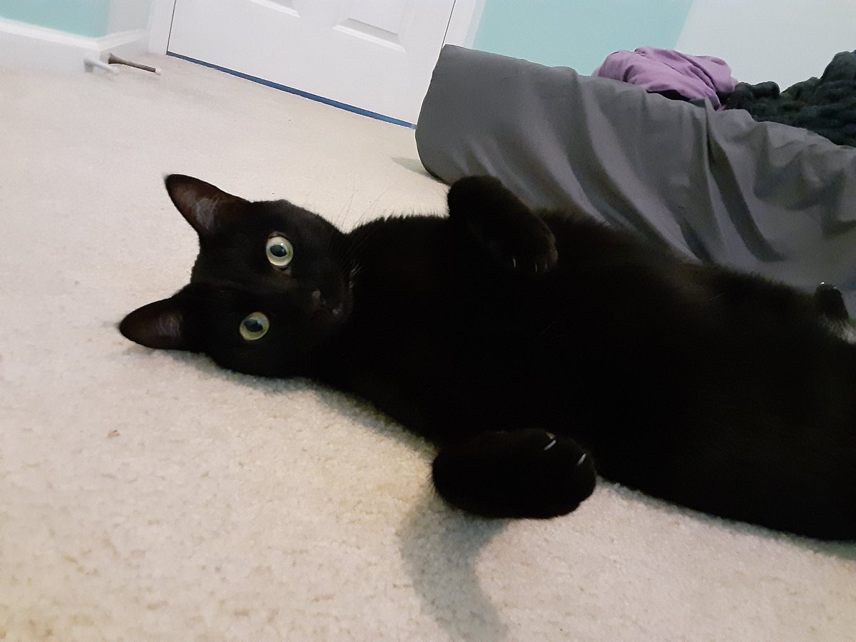 DarkKazoo's tweet photo. Lazy Sunday afternoon.....
#soulstealer #CatsOfTwitter #cats #Caturday https://t.co/iTySTQwuIn