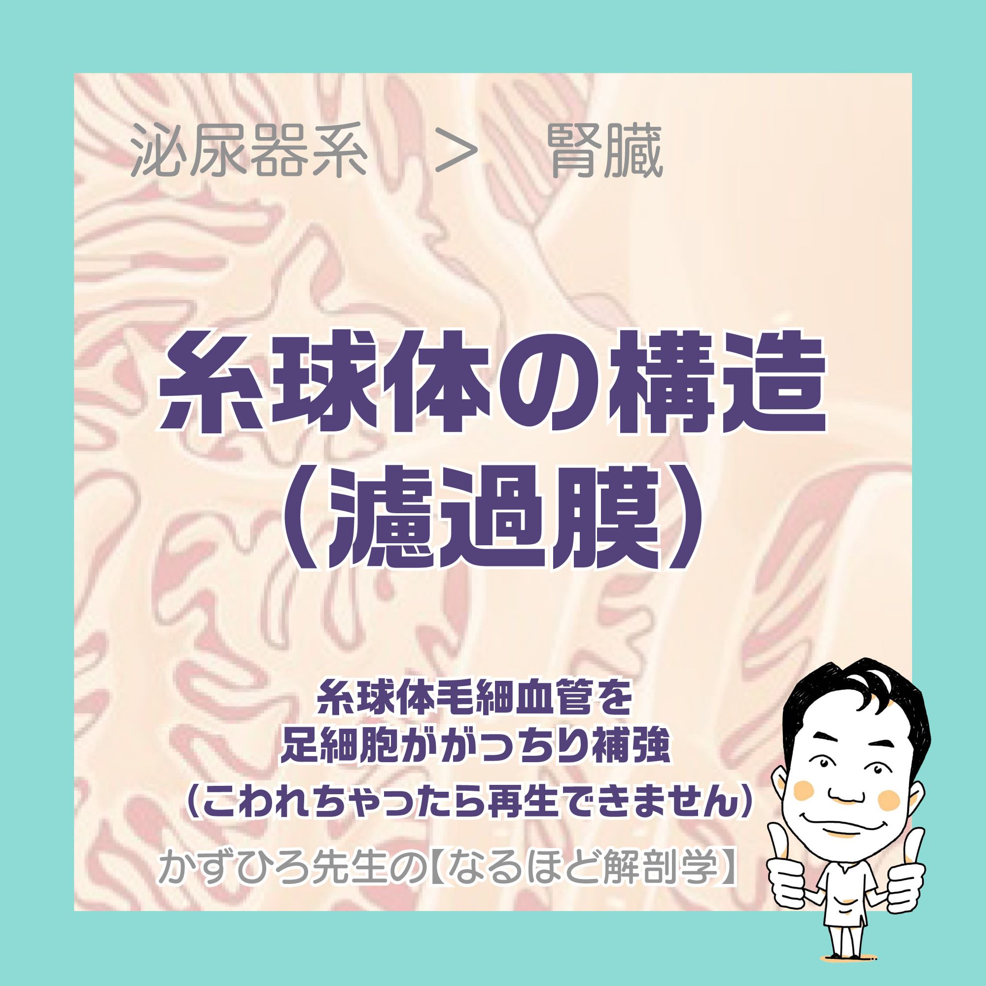 Twitter 上的 かずひろ先生 なるほど解剖学 糸球体の構造 濾過膜 糸球体は毛細血管の糸玉状のカタマリですが 毛細血管内皮だけだと構造的に弱いので 足細胞ががっちり補強しています 上皮組織は基底膜がセットなので 毛細血管内皮 基底膜 足細胞突起の