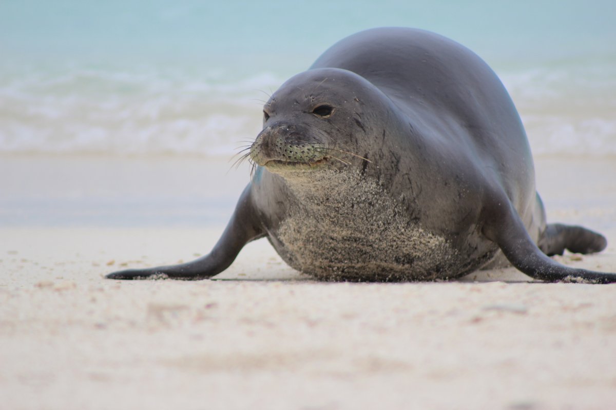 As summer kicks into high gear, you’ve got our seal of approval to explore public lands! America’s marine habitats across @USFWSRefuges support an incredible diversity of marine mammals & other wildlife. #TeamPublicLands #OceanMonth

📷: Hawaiian monk seal by Megan Nagel/USFWS