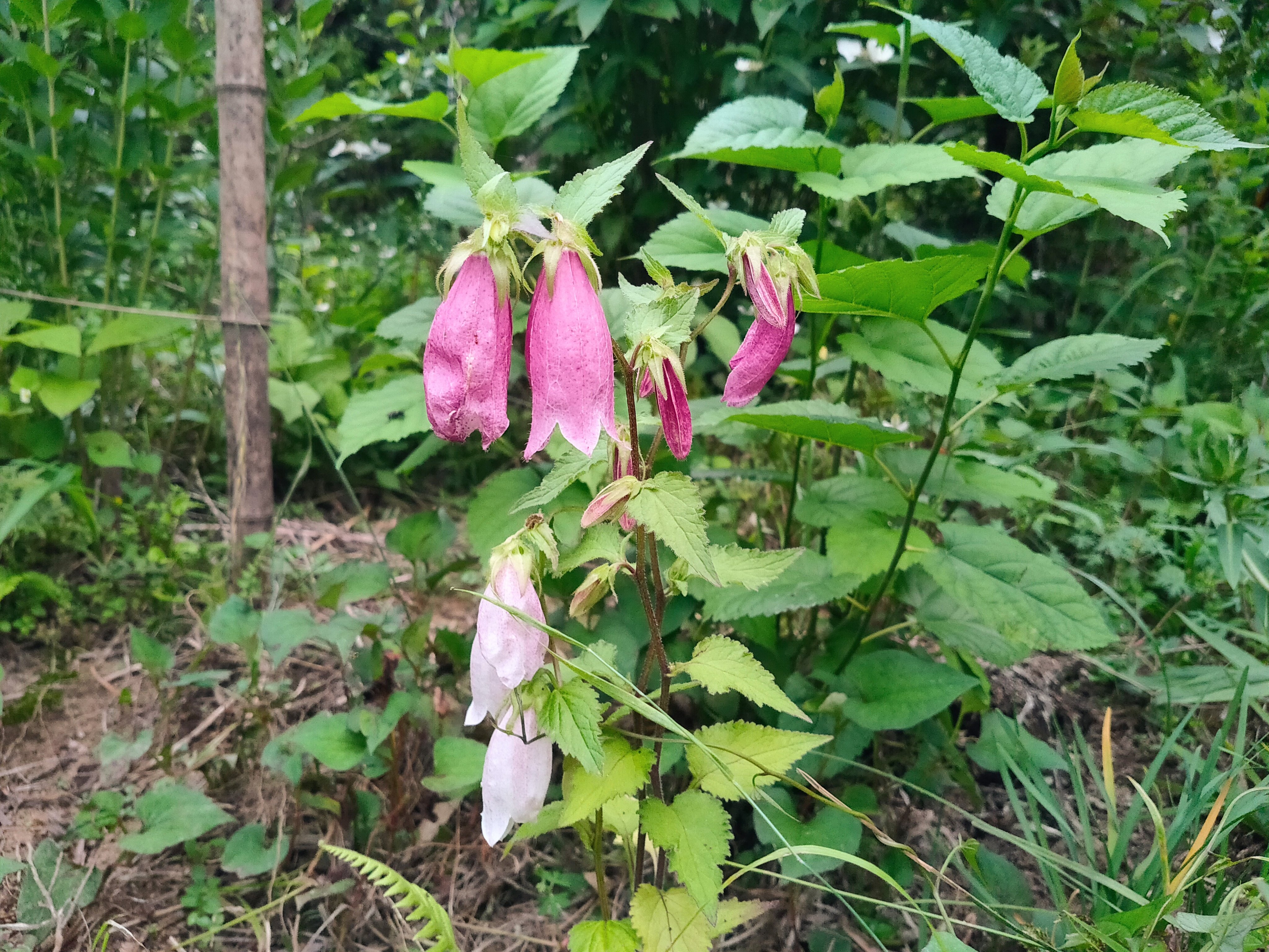 ふぅか ただいまです おはようございます ホタルブクロ 蛍袋 が咲きました 釣り鐘型の花が特徴ですが 実はキキョウと同じ仲間です 花の先の方の形は似てるかもしれません 花写真 スローライフ T Co Xzcfqyoe4z Twitter