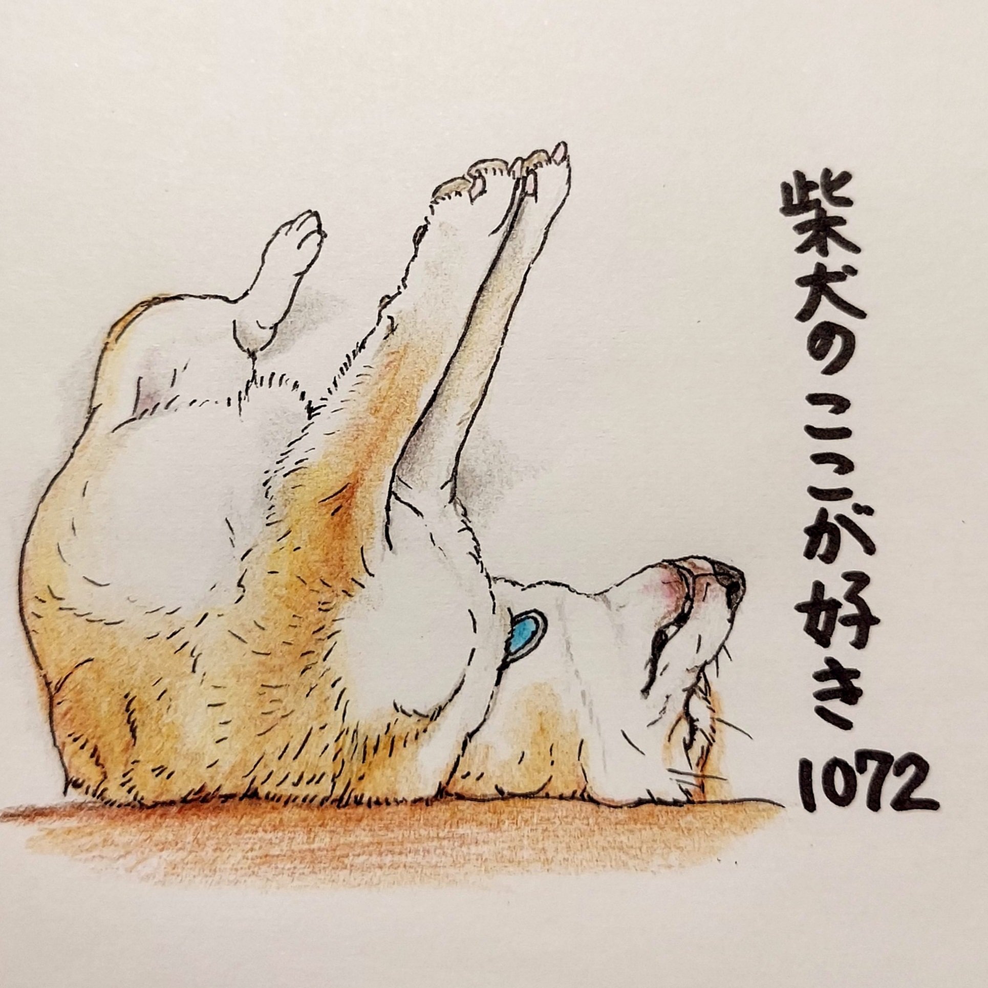 ここ柴 手が すっ と伸びるとこ どうしてそんなに綺麗に揃えているの 寝ていてもまっすぐ伸びる美しい手 手 前足です 笑 柴犬のここが好き ここ柴 ここ柴部 柴犬 イラスト 色鉛筆 すっ T Co Huvq1txggr Twitter