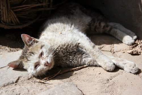 Pis bir kedi görürseniz bilin ki günlerdir susuz kalmıştır. Tükürük bezleri çalışmıyordur...

Farkındalık için Retweetleyelim.!