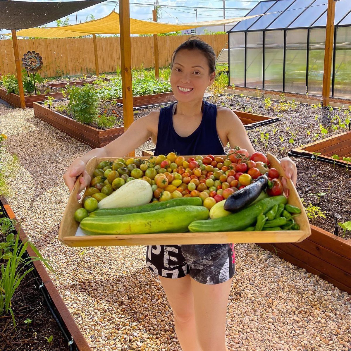 I think I got 5 tray of tomatoes harvested so far and used it as sauce, dehydrated ones and gave away some to neighbors. 🍅 🙏 #tomato #eggplant #cucumber #pepper #veggiegarden  #Gardentotable #healthyfood #Raisedbedgardening  #organicfood   #vegetablegarden #homegrownfood