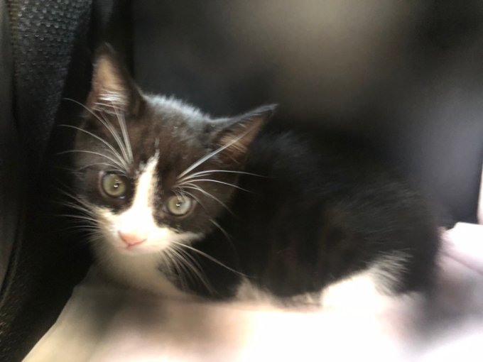 ジェネッタのTwitterイラスト検索結果。