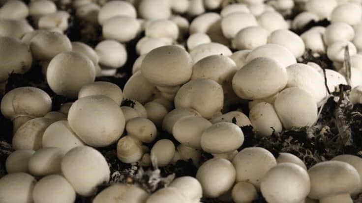 Produce Grower tweet media