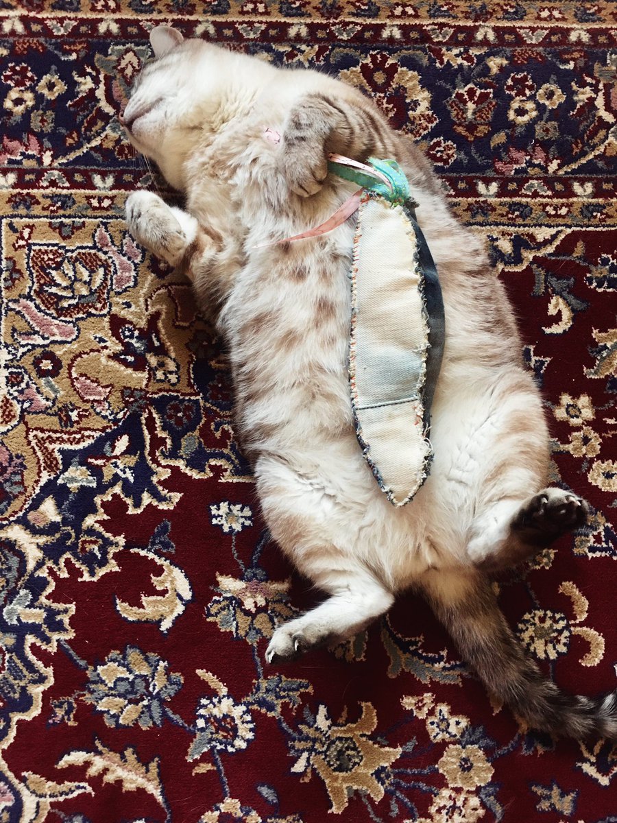 SolangeNoir's tweet photo. Fish kicking is a tough pastime 😹 #CatsOfTwitter #Naptime #renji https://t.co/AatWupjrbl